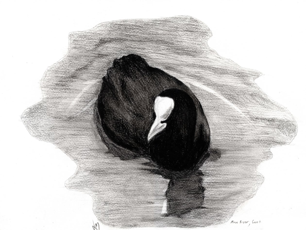 Coot of London, 2013 (węgiel na papierze) autorstwa Nancy Moniz Charalambous