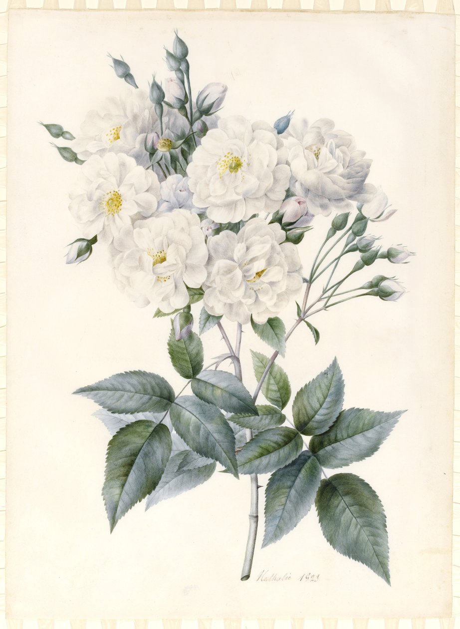Noisette Rose, 1823 (toaleta i kolor nadwozia z odrobiną gumy arabskiej, nad śladami grafitu na przygotowanym welinie) autorstwa Nathalie d