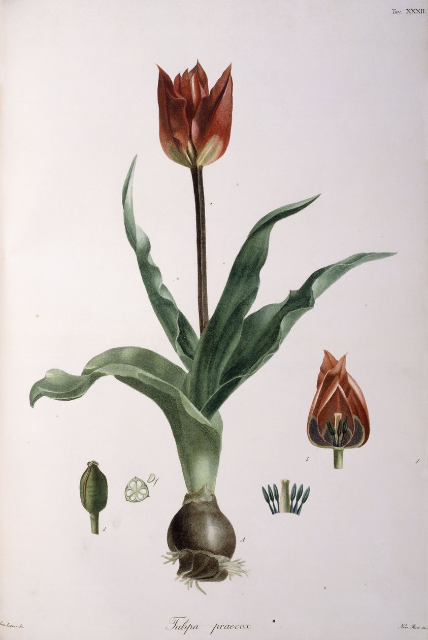 Tulipa praecox, 1811-1829 autorstwa Neapolitan School