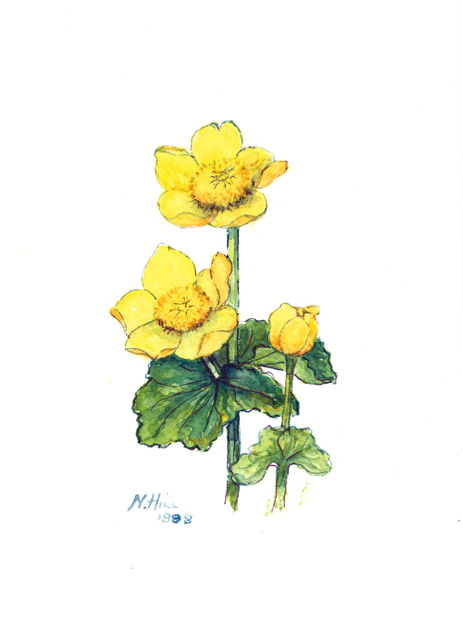 Marsh Marigold, 1998 (wc na papierze) autorstwa Nell Hill