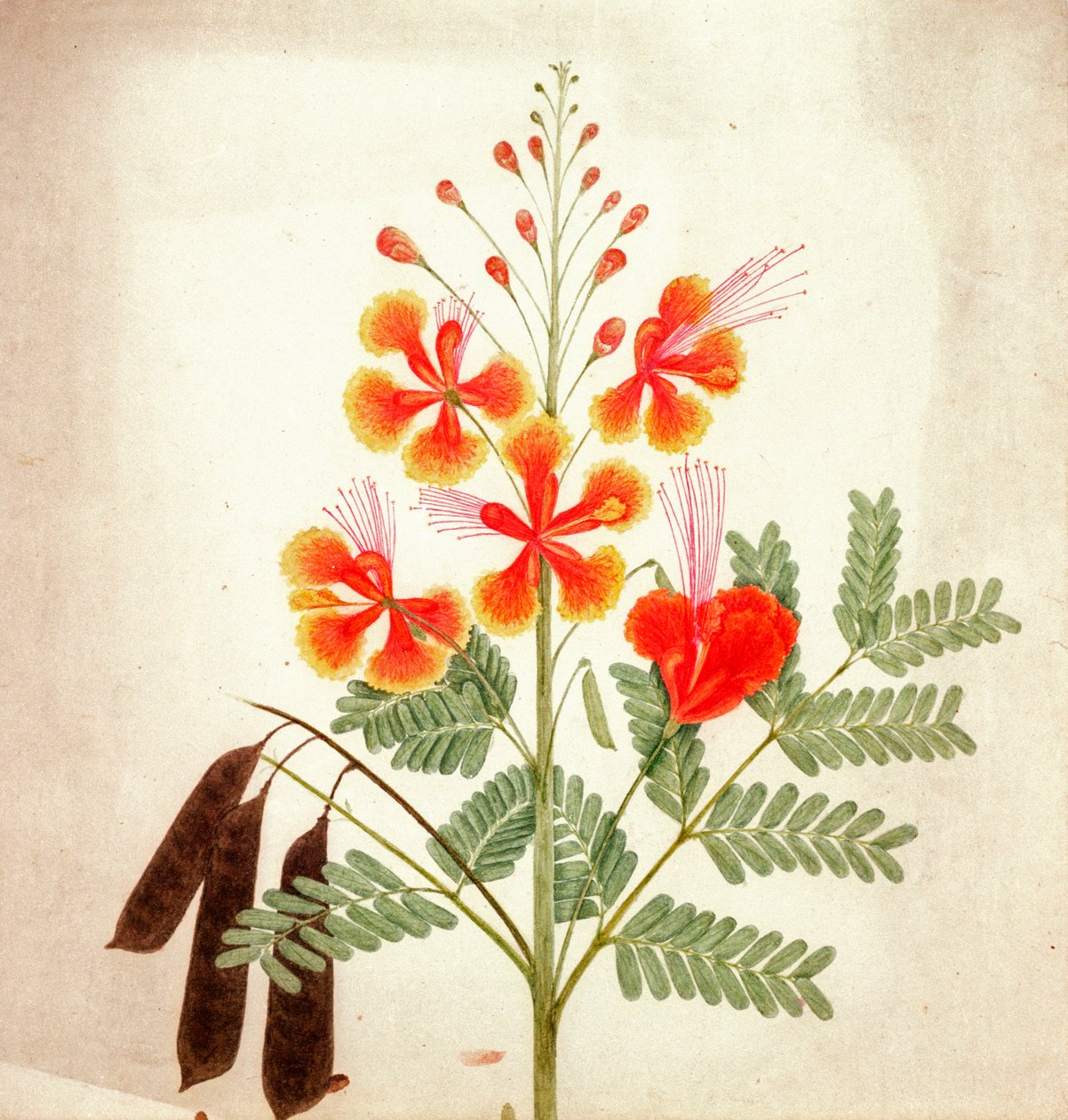 Studium kwiatu, ok. 1840 (akwarela) autorstwa Nicholas Tomlinson
