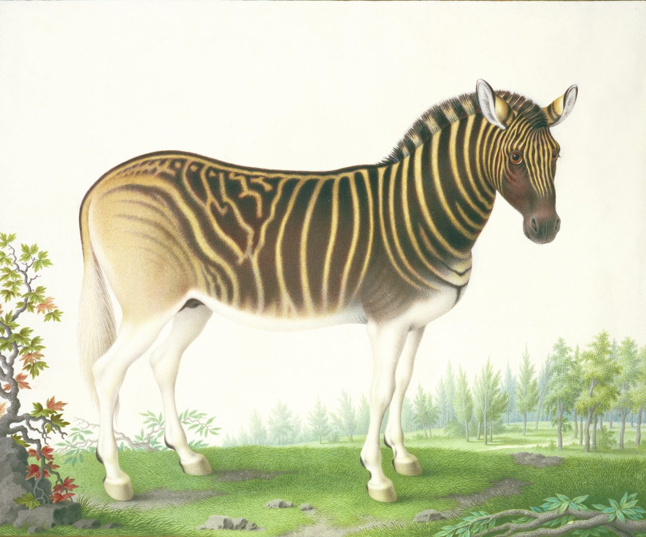 A Quagga (gwasz i wc na pergaminie) autorstwa Nicolas Robert