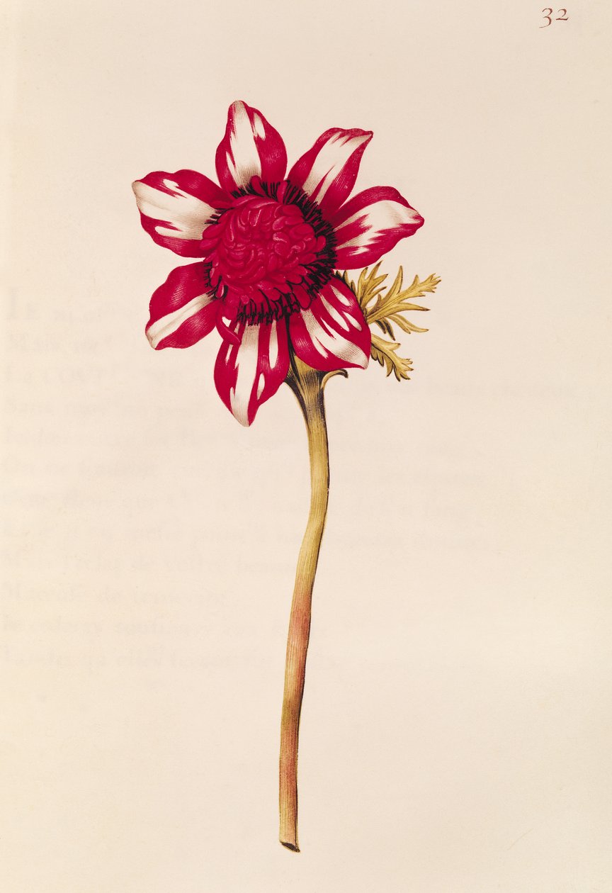 Anemone z „La Guirlande de Julie”, ok. 1642 (wc na welinie) autorstwa Nicolas Robert