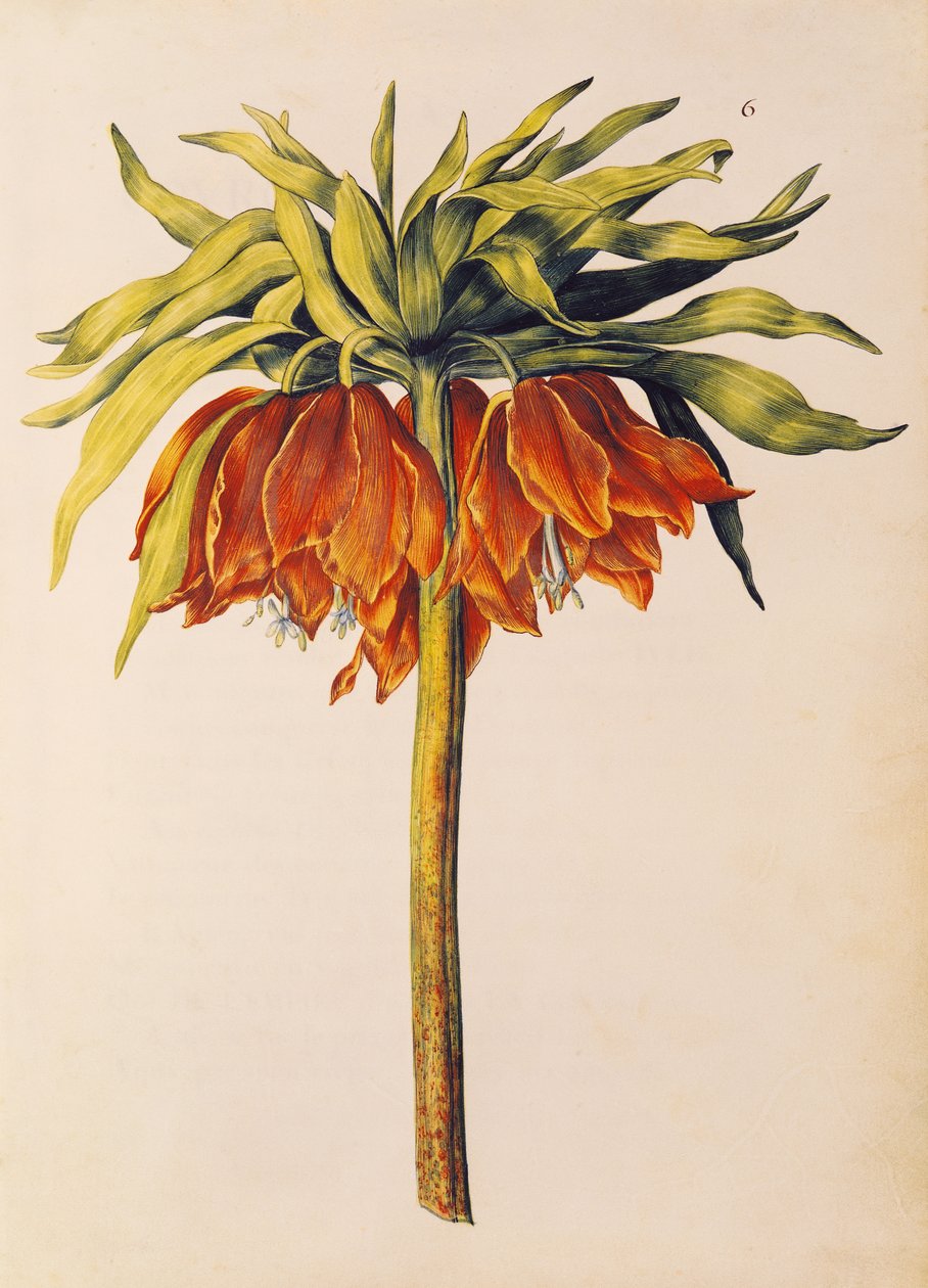 Crown Imperial Lily lub Fritillary, z "La Guirlande de Julie", ok. 1642 (wc na welinie) autorstwa Nicolas Robert