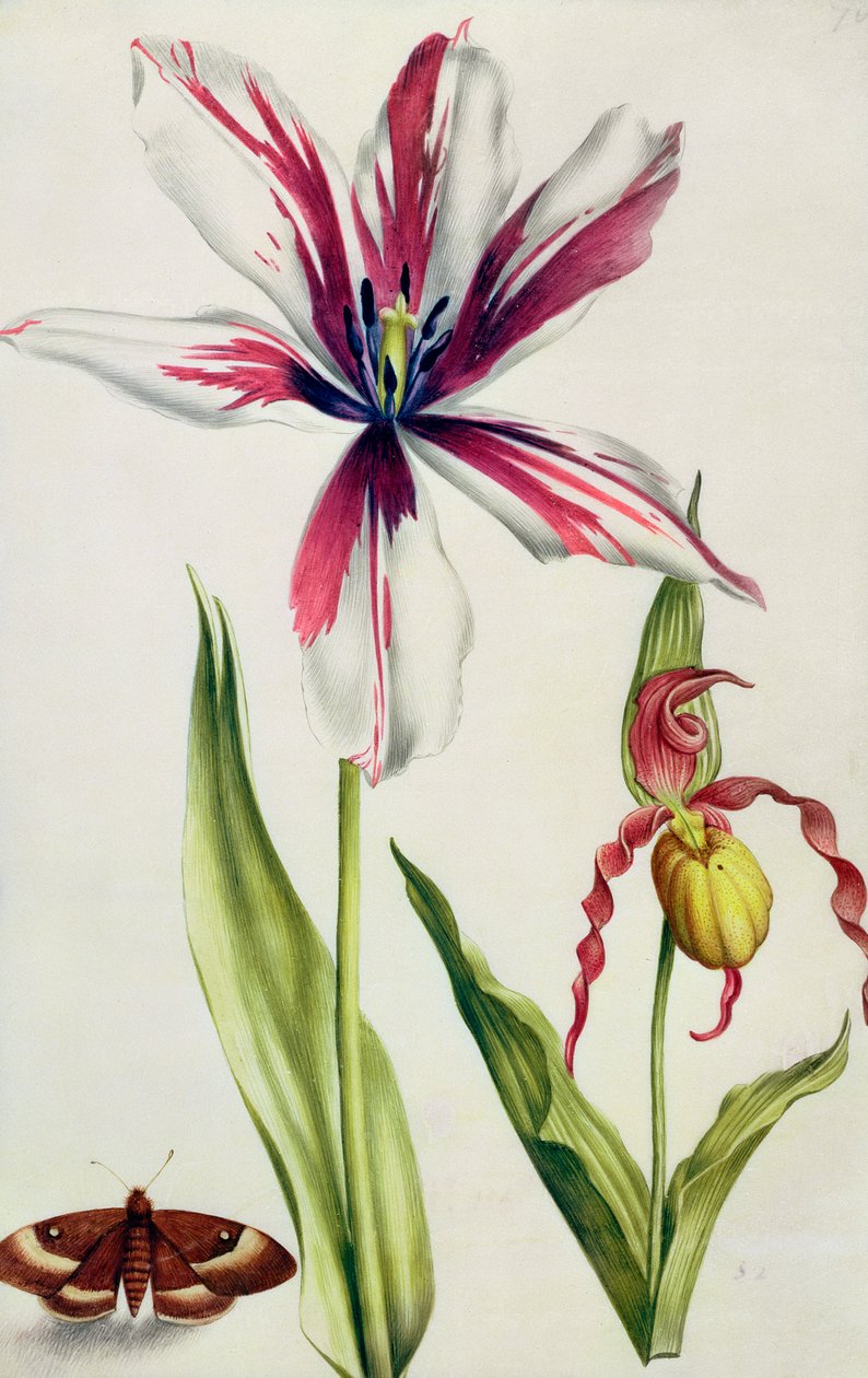 Orchidea, Tulipan i Motyl, ok.1675 (gwasz na welinie) autorstwa Nicolas Robert
