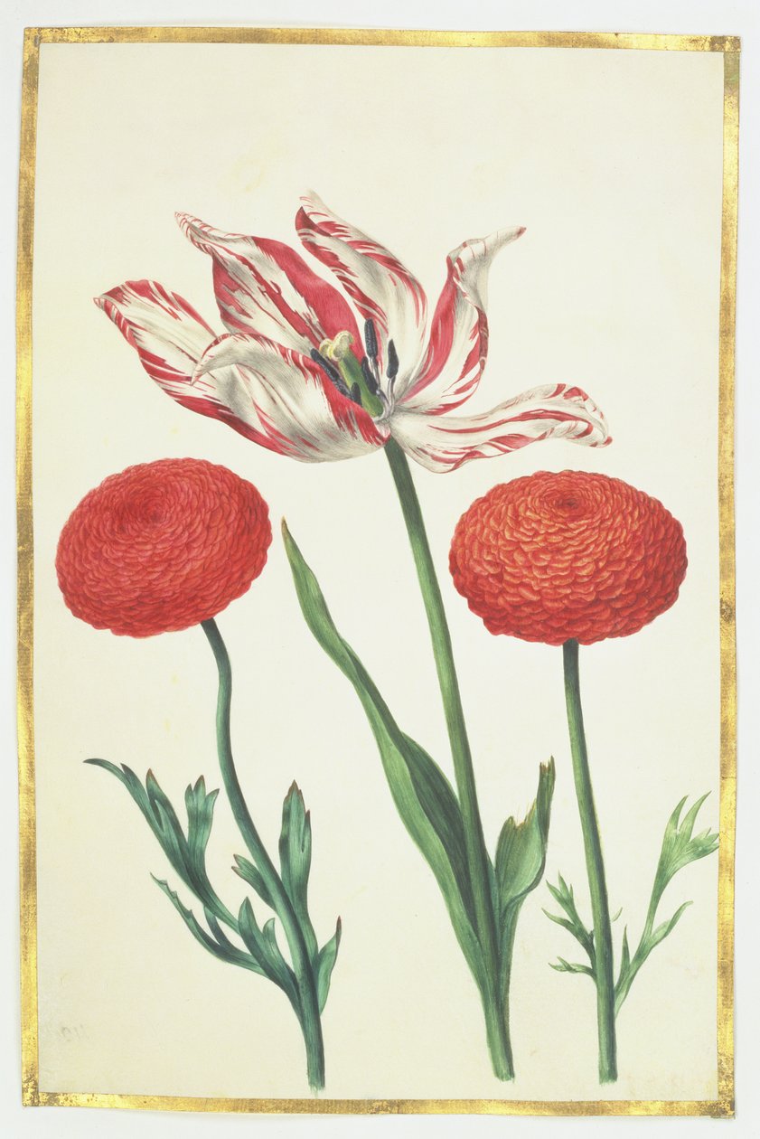 Tulipan i dalie, ok. 1675 (gwasz na pergaminie) autorstwa Nicolas Robert