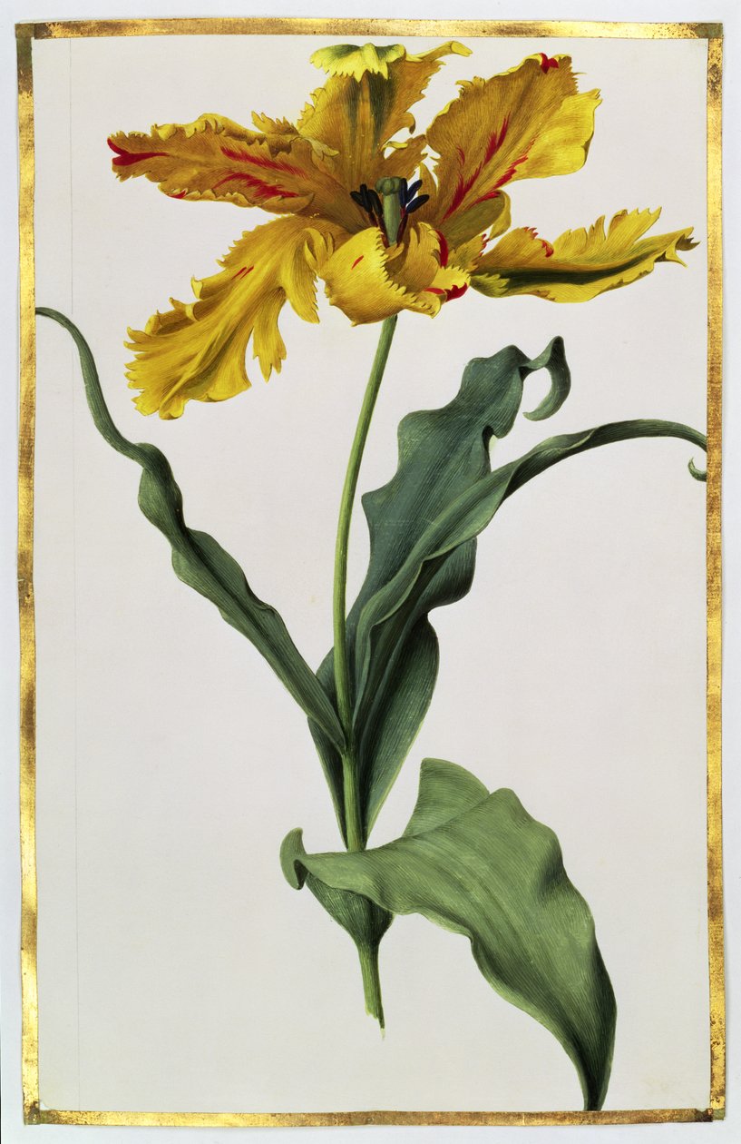 Tulipan, c.1675 (gwasz na welinie) autorstwa Nicolas Robert