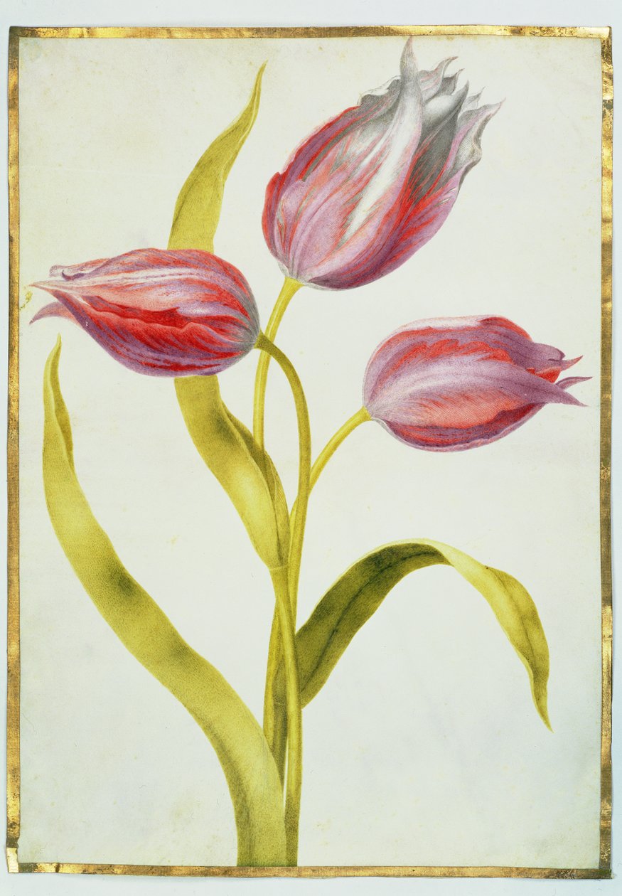 Tulipany, c.1675 (gwasz na welinie) autorstwa Nicolas Robert