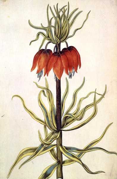Fritilleria, c.1675 (gwasz na welinie) autorstwa Nicolas Robert
