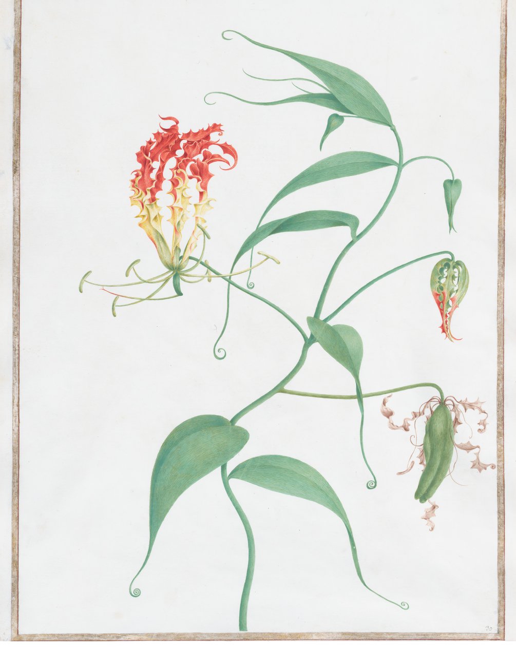Gloriosa Superba Lilia Pnąca, ca. 1660. autorstwa Nicolas Robert