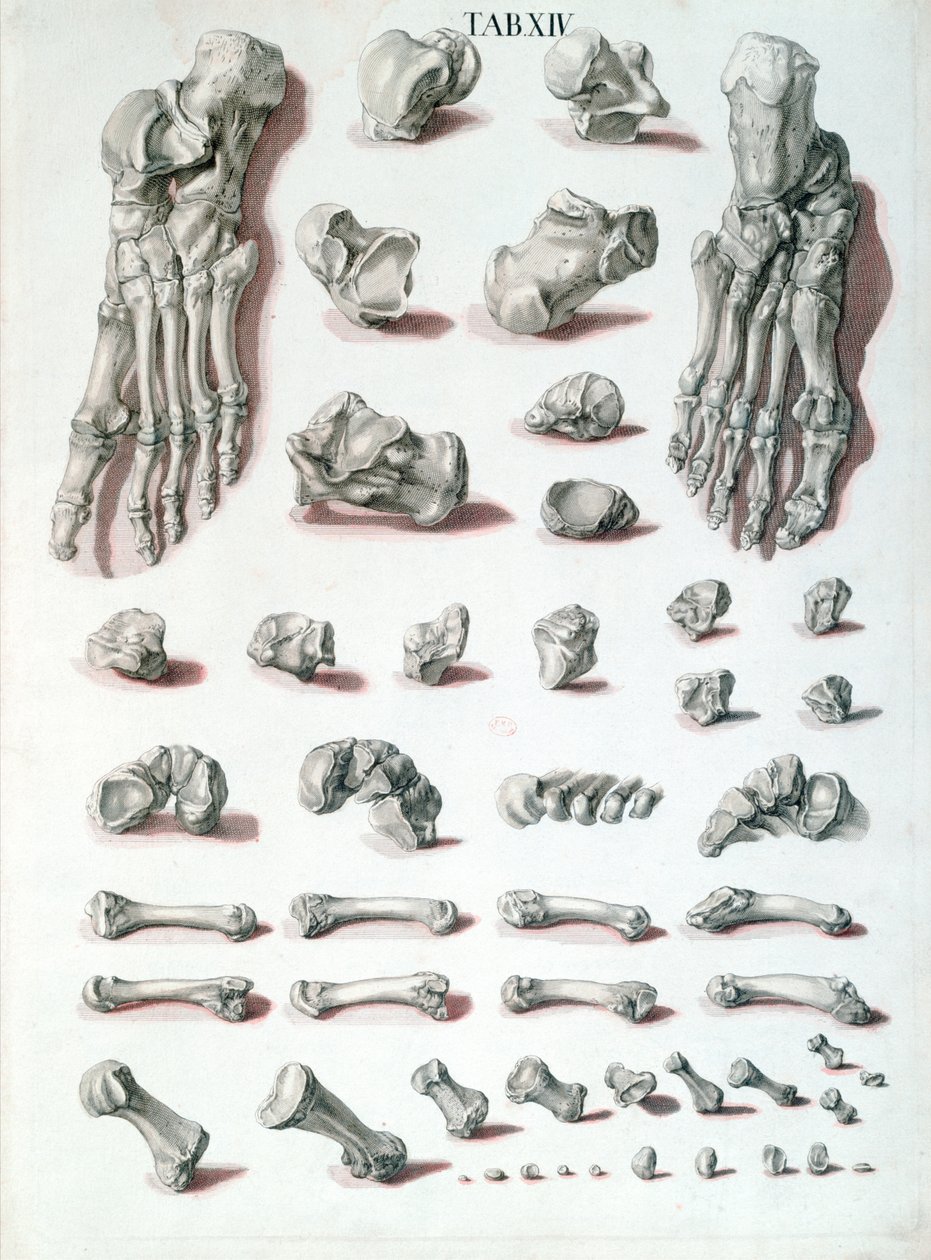 Kości stopy, z Tabulae Osteologicae autorstwa Christopha Jacoba Trewa (1695-1769) rytowane przez G. Lichtenstegera, 1767 autorstwa Nikolaus Friedrich after Eisenberger