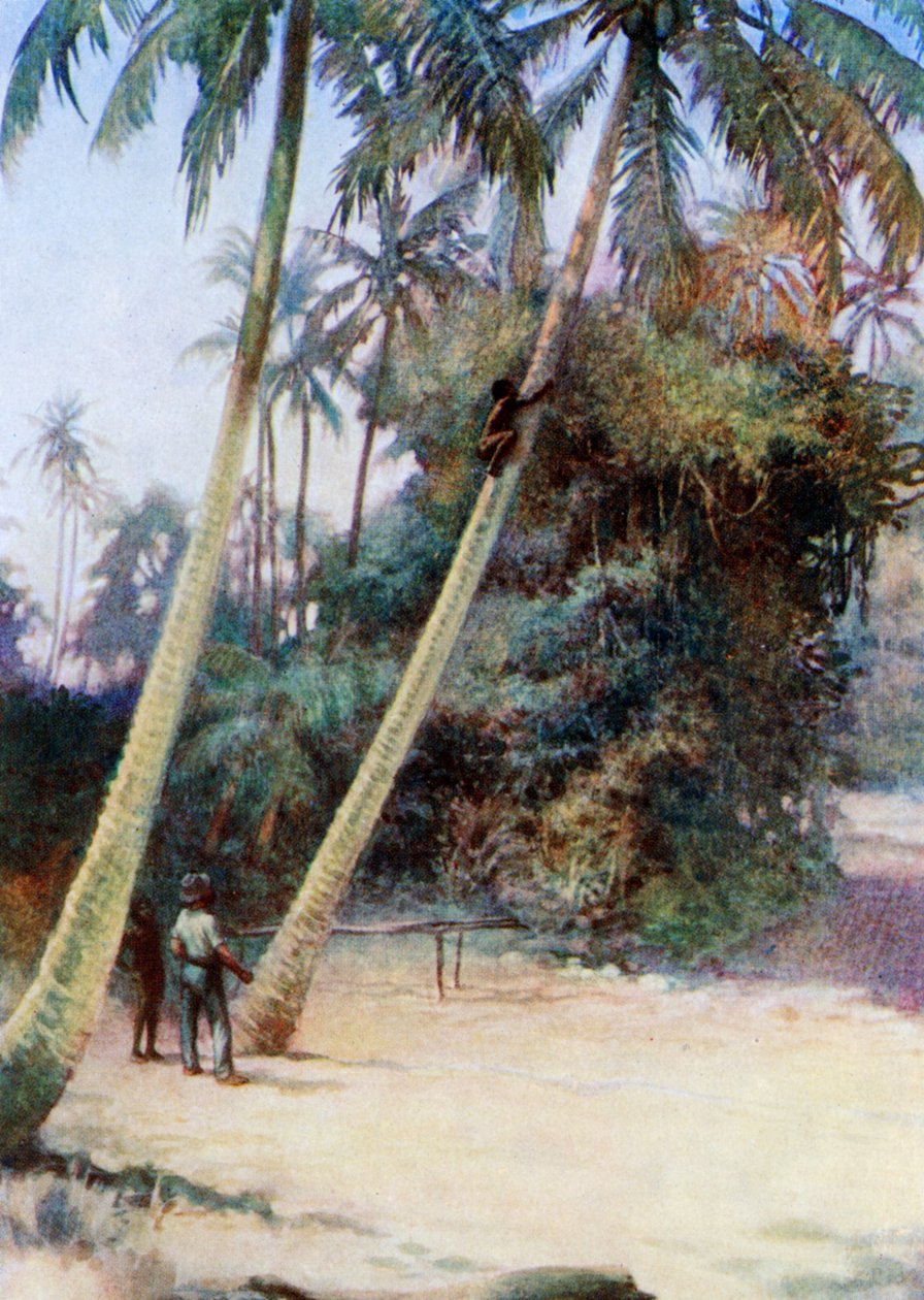 Wspinaczka po zielonych kokosach, 1908 autorstwa Norman Hardy