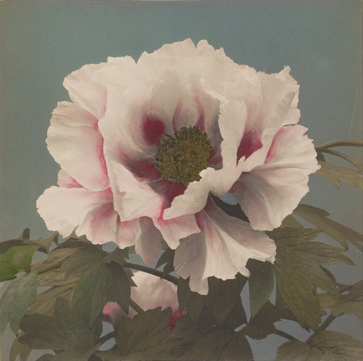 Paonia drzewna autorstwa Ogawa Kazumasa