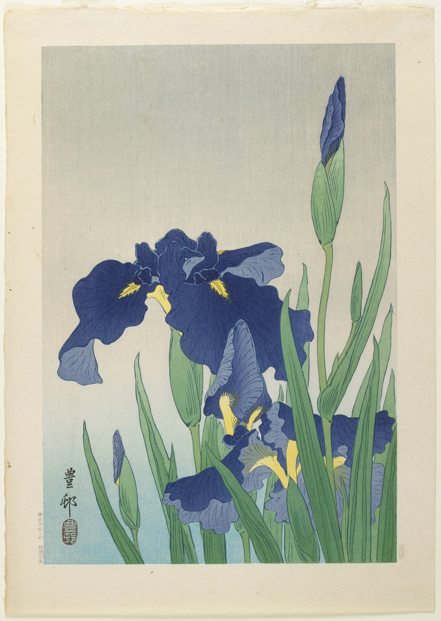 Irys, połowa XX wieku autorstwa Ohara Koson