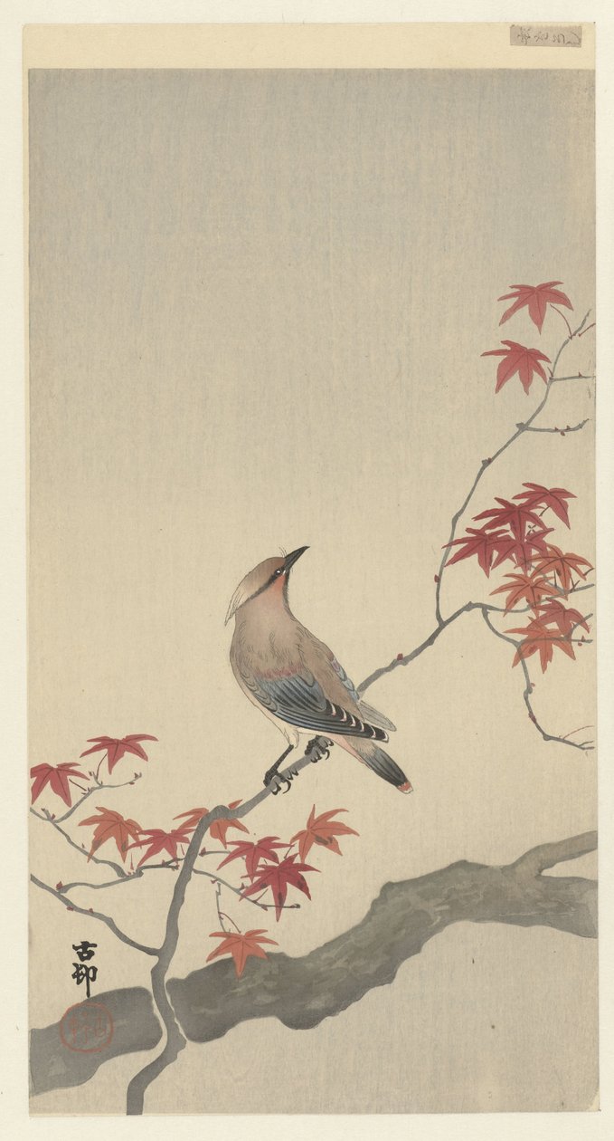 Jemiołuszka japońska na klonie. autorstwa Ohara Koson