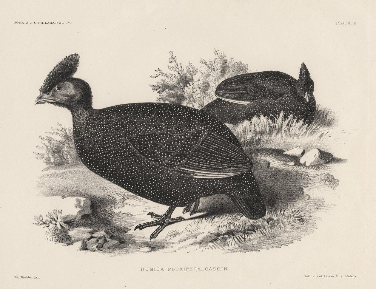 Numida Plumifera, litho autorstwa Bowen und Co., 1850 autorstwa Otto Koehler
