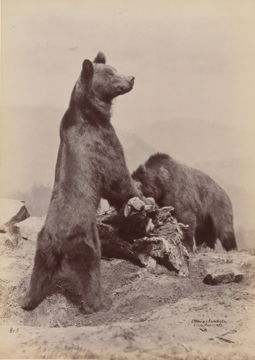 [Dwa Niedźwiedzie], 1889. autorstwa Ottomar Anschütz