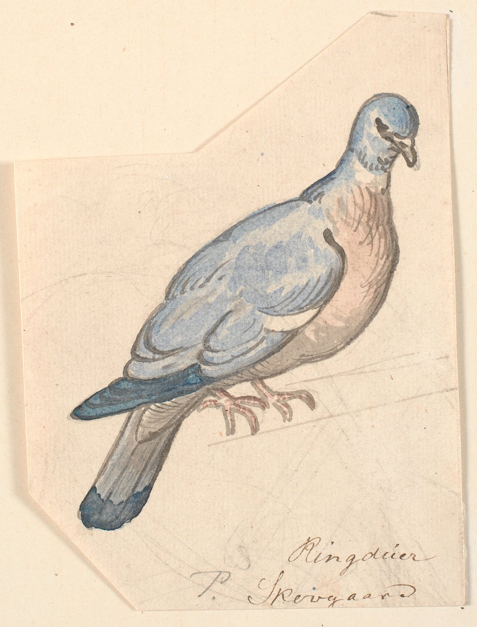 Gołąb pierścieniowy. autorstwa P.C. Skovgaard