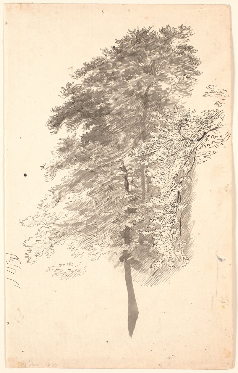 Badanie wysokich, smukłych drzew z ulistnieniem. autorstwa P.C. Skovgaard