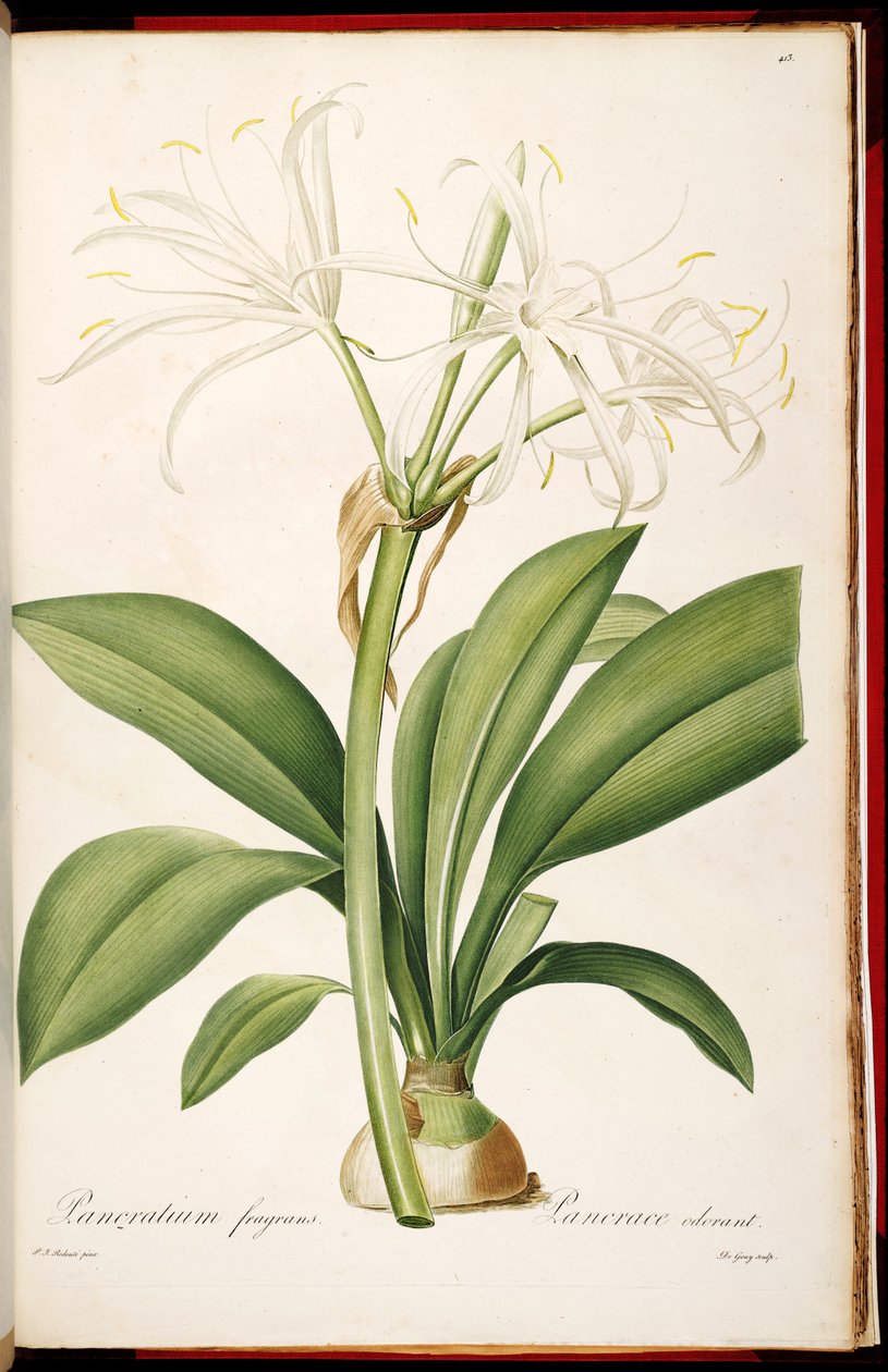 Hymenocallis fragrans autorstwa Pierre Joseph Redouté