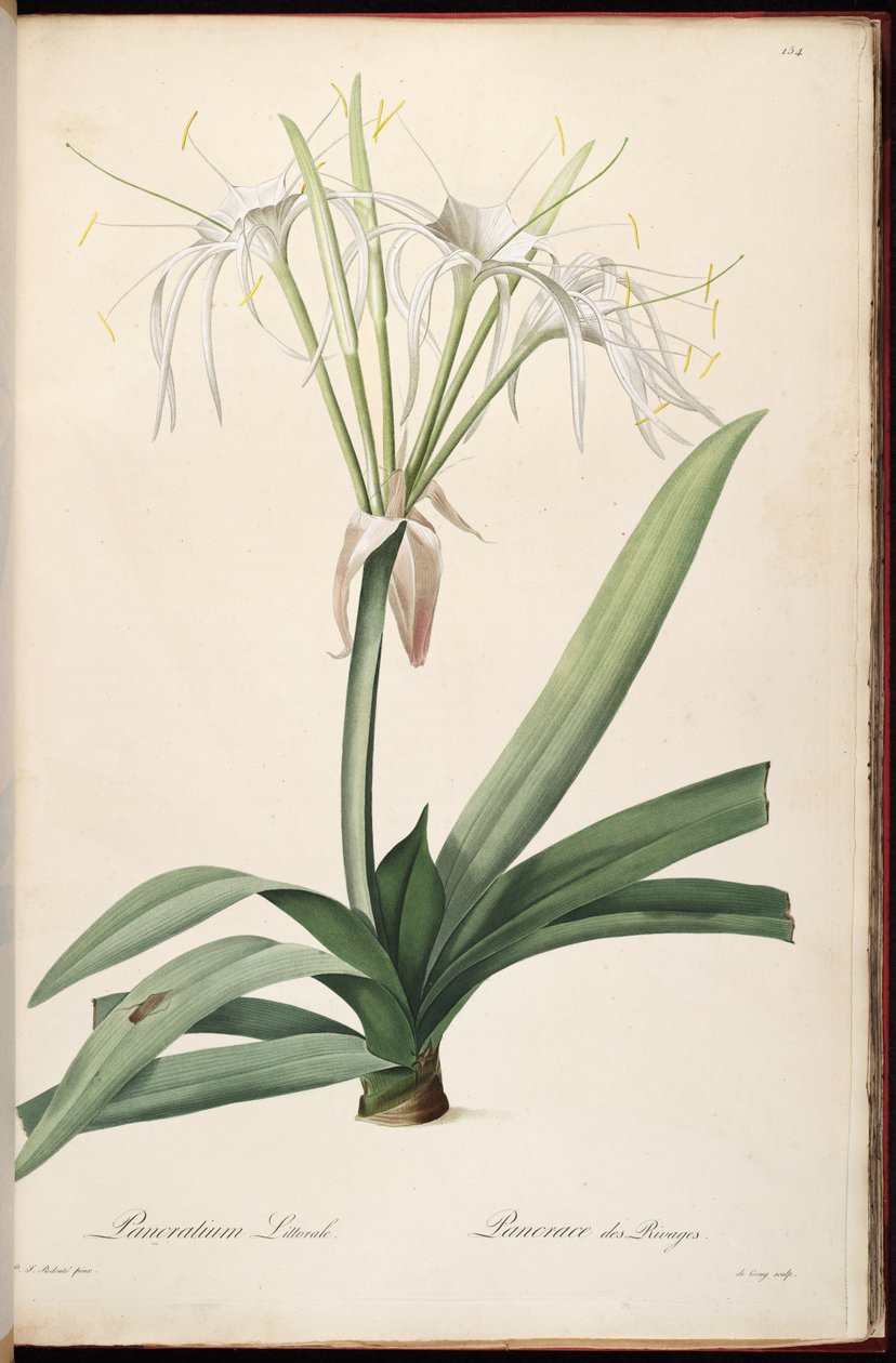 Hymenocallis littoralis autorstwa Pierre Joseph Redouté