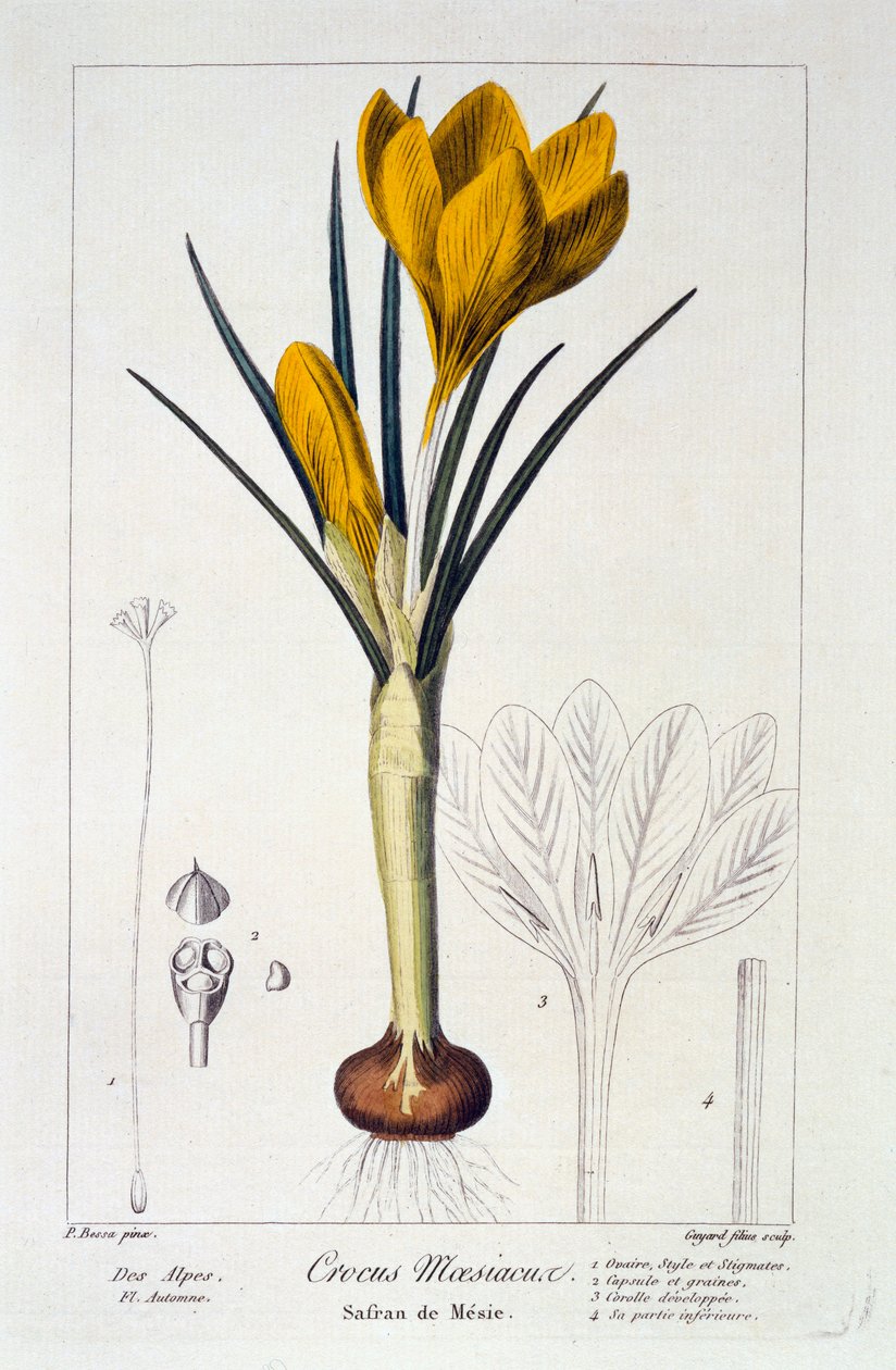 Krokus Mezjakos, 1836. autorstwa Panacre Bessa