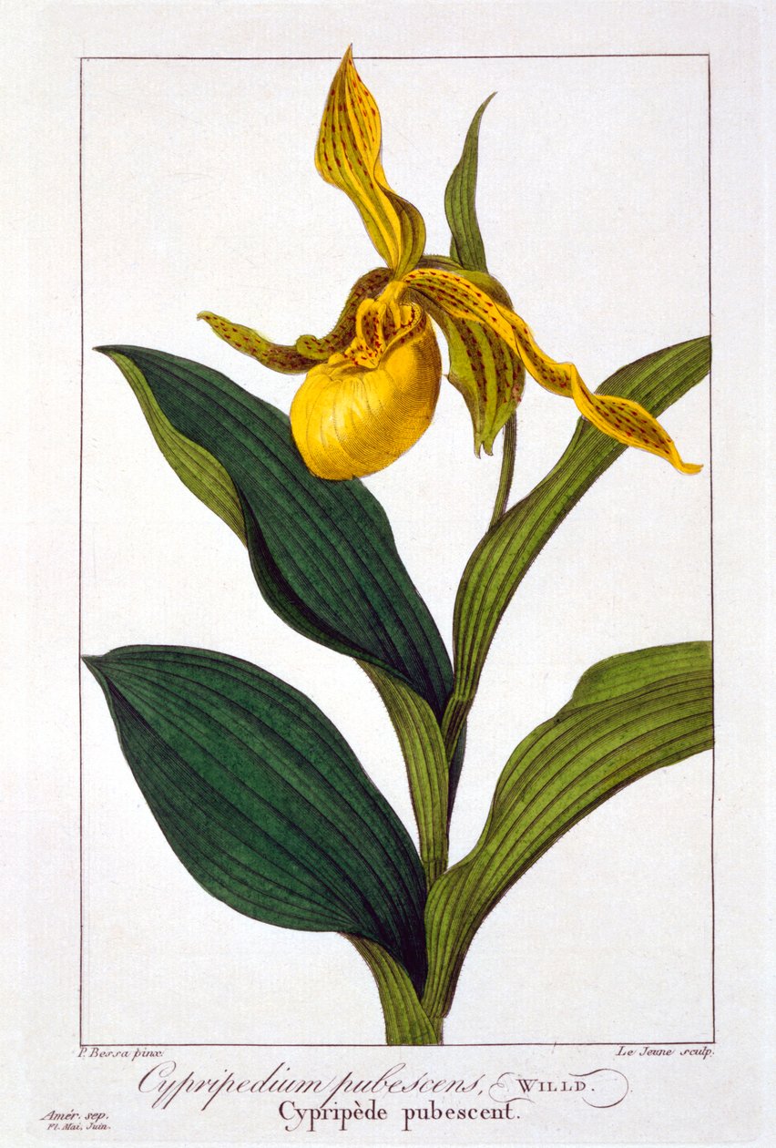 Cypripedium, wyd. 1836. autorstwa Panacre Bessa