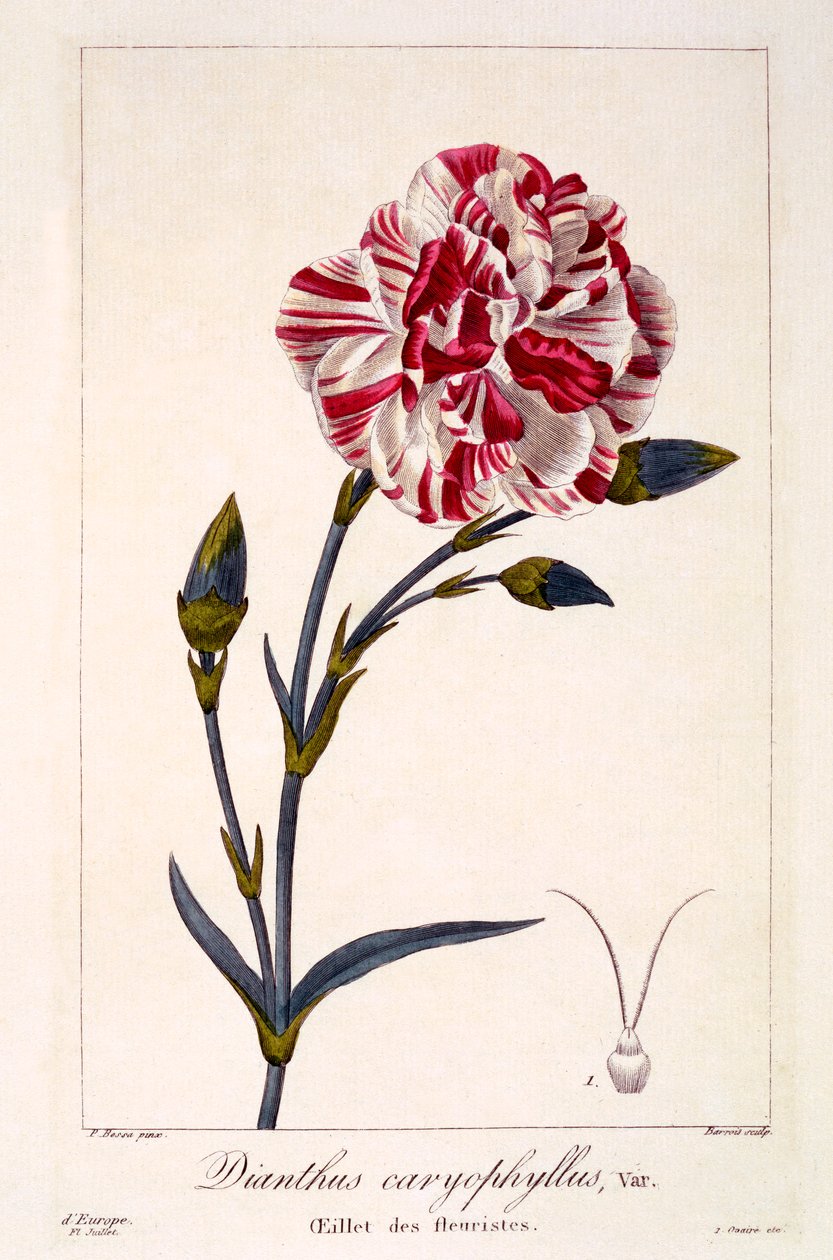 Dianthus caryophyllus, wyd. 1836. autorstwa Panacre Bessa
