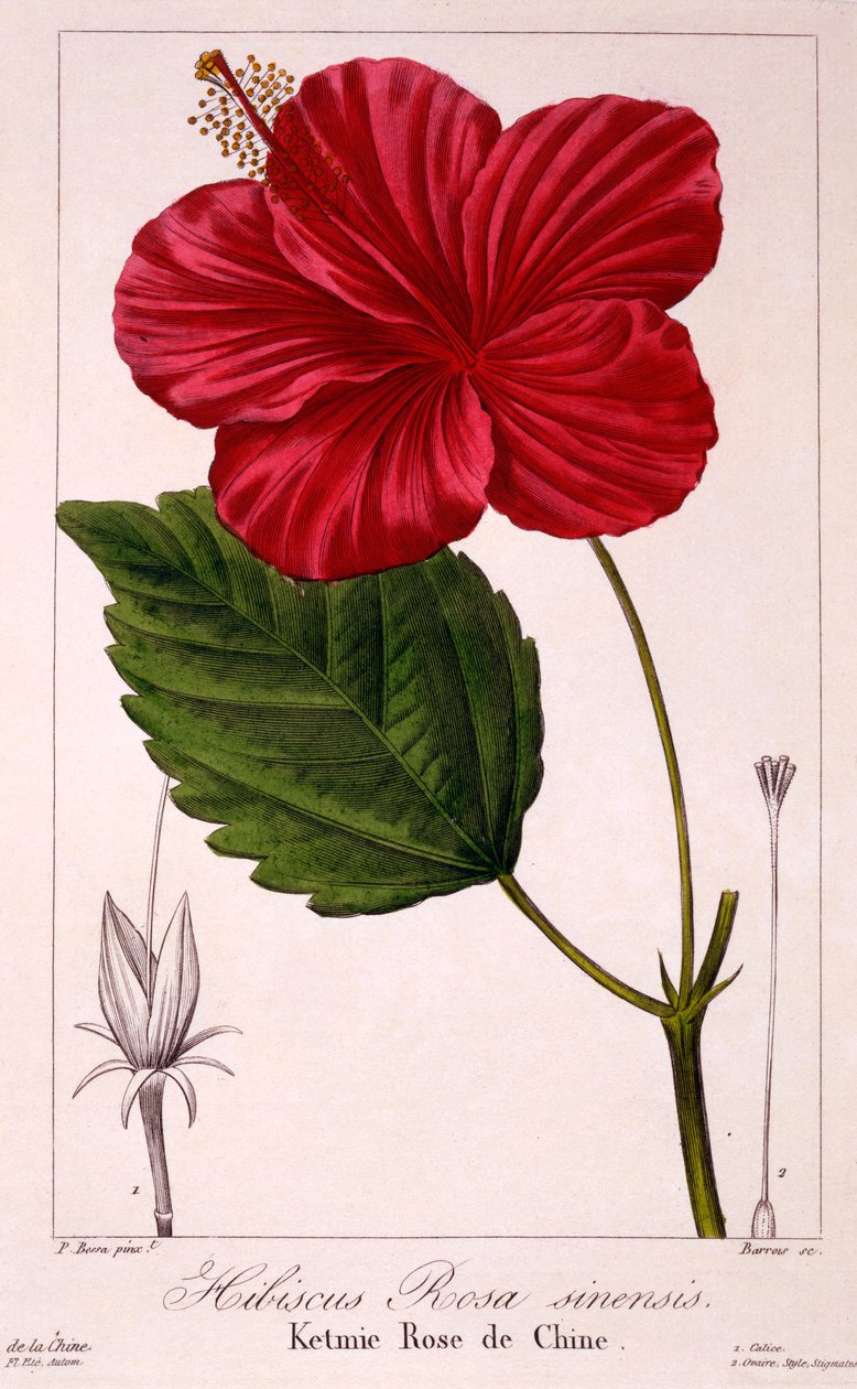 Hibiskus: H. rosa-sinensis, wyd. 1836. autorstwa Panacre Bessa