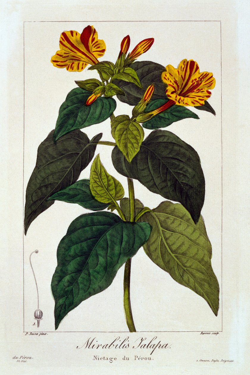 Ipomea Purga,  pub. 1836. autorstwa Panacre Bessa
