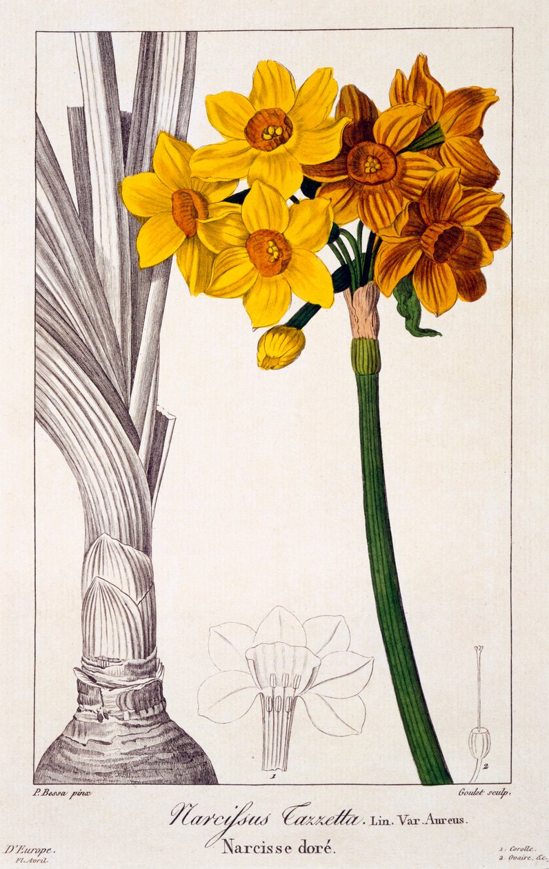 Narcyz Tazetta, wyd. 1836. autorstwa Panacre Bessa