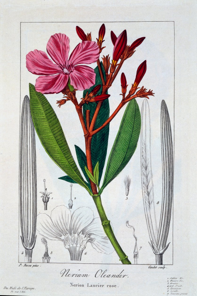 Nerium Oleander, wyd. 1836. autorstwa Panacre Bessa
