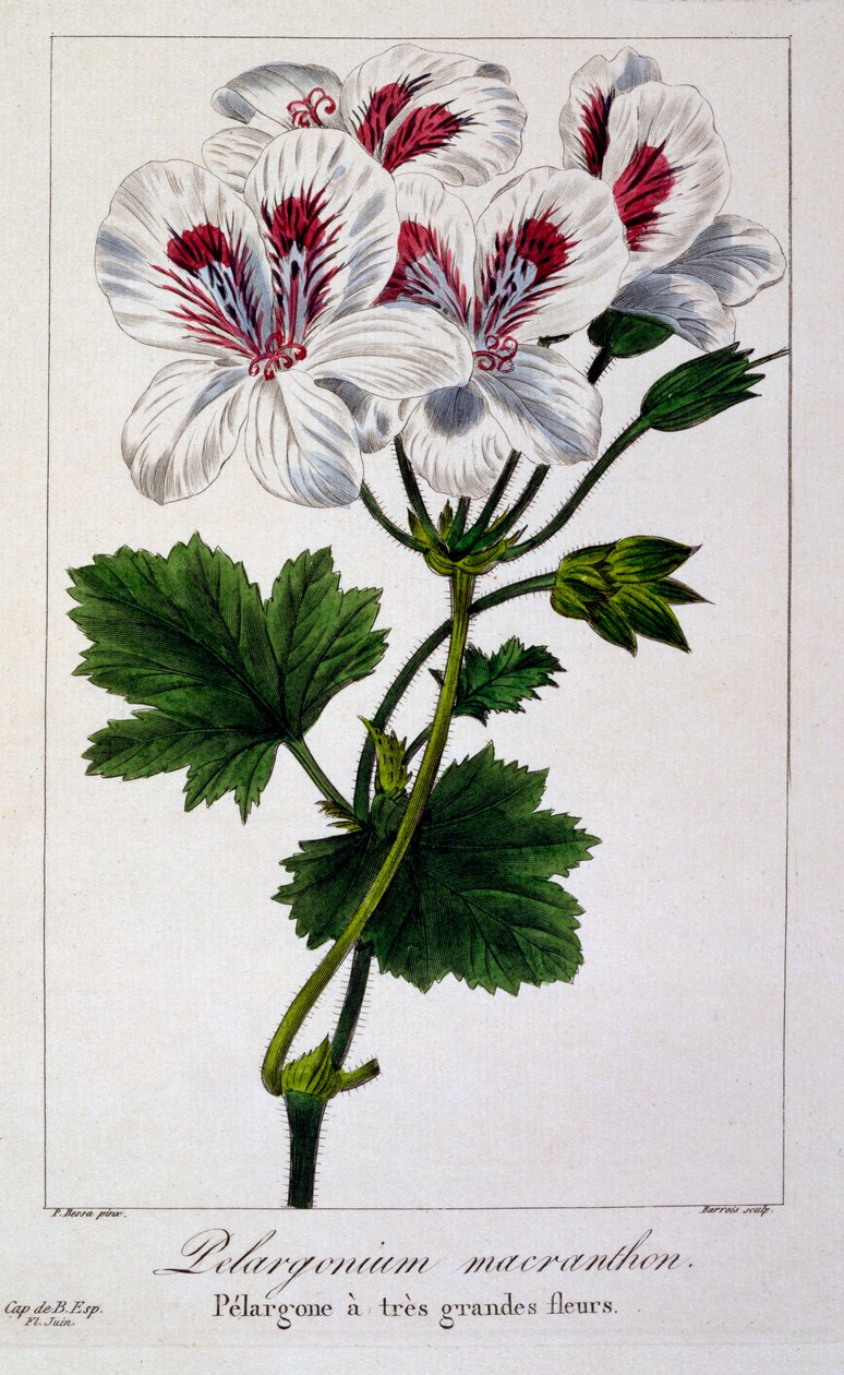Pelargonium Macranthon, wyd. 1836. autorstwa Panacre Bessa