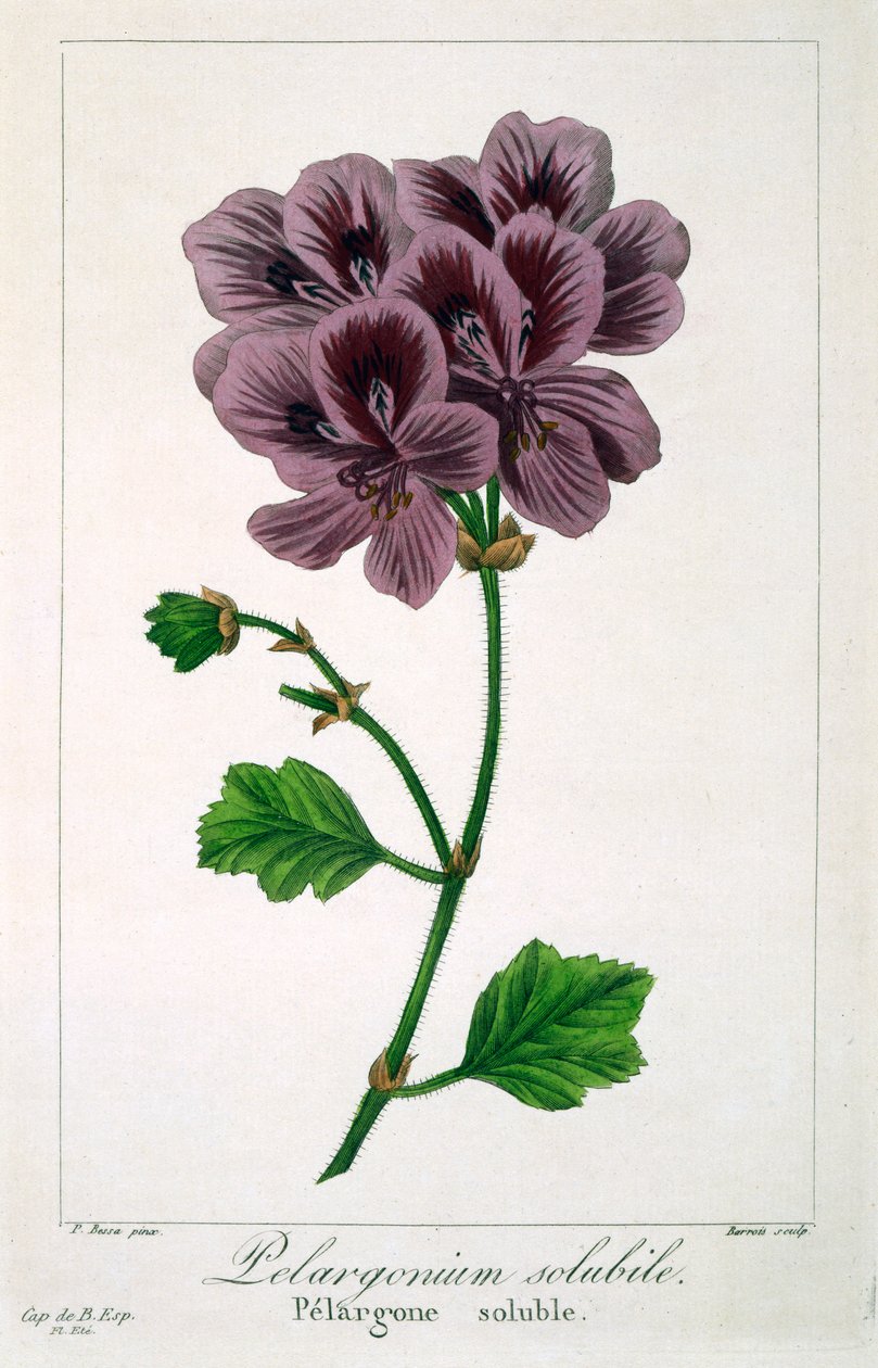 Pelargonia, wyd. 1836. autorstwa Panacre Bessa