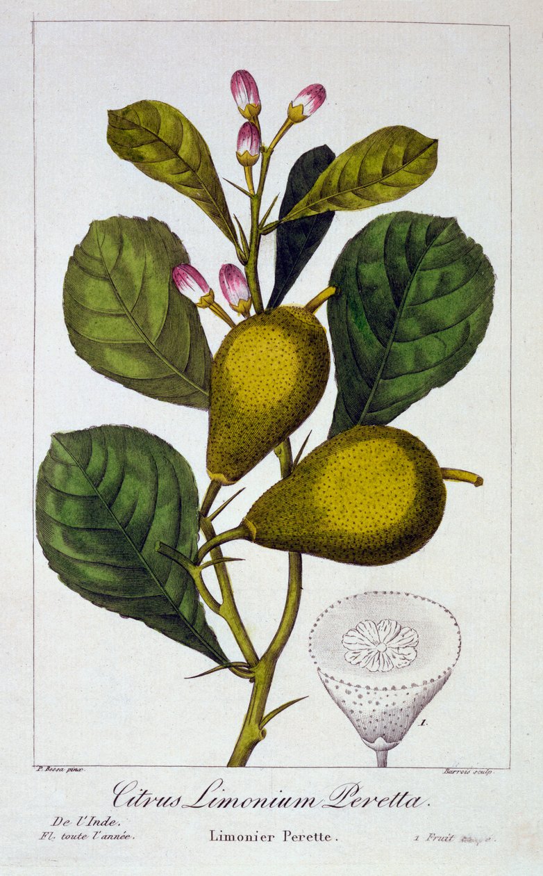 Cytryna Peretta, wyd. 1836. autorstwa Panacre Bessa