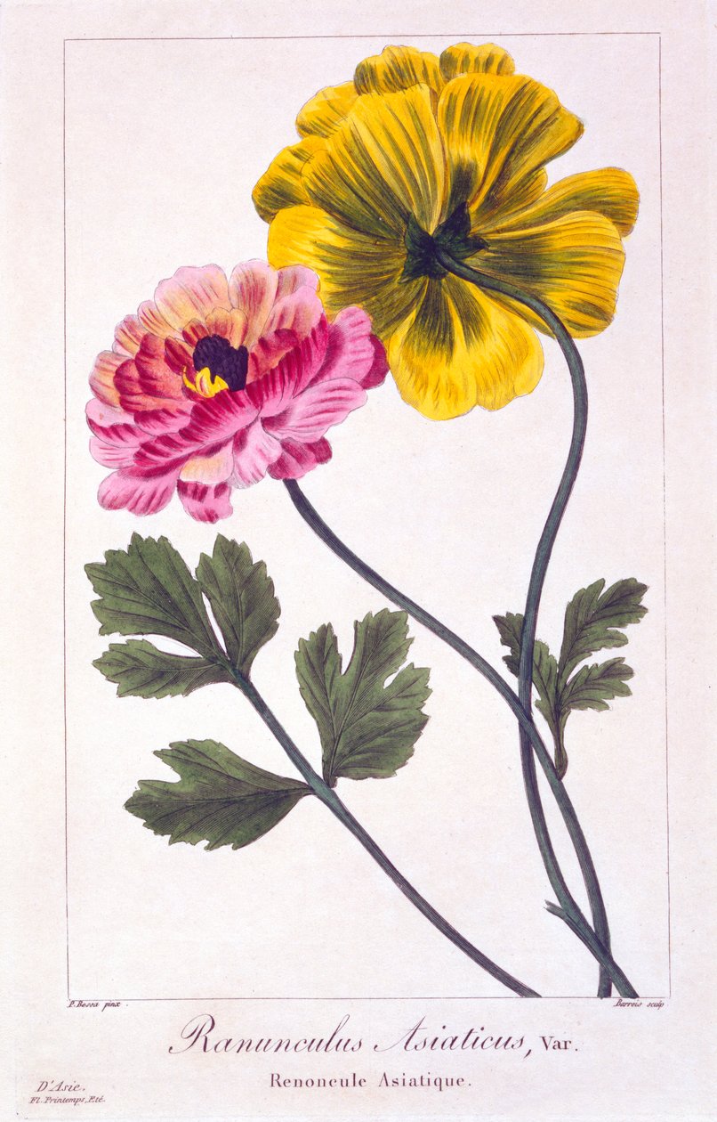 Jaskier perski, wyd. 1836. autorstwa Panacre Bessa