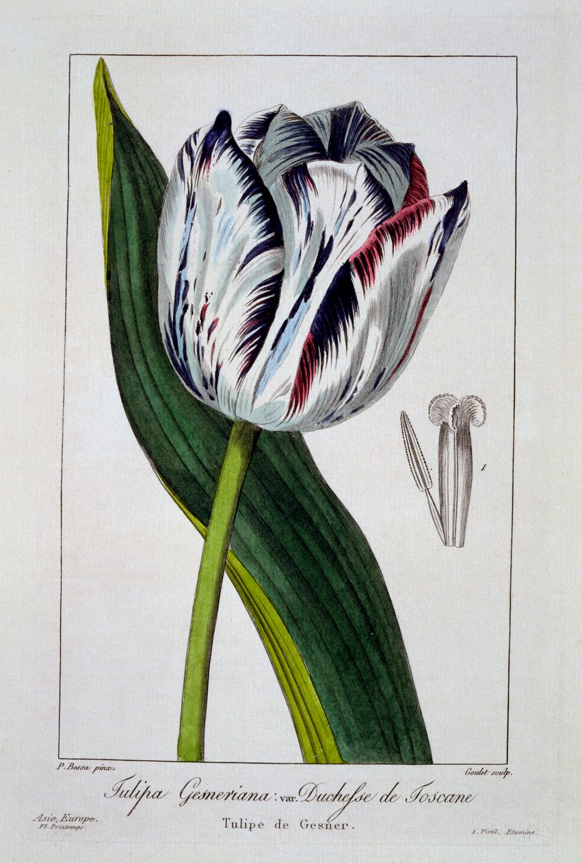 Tulipan: Księżna Toskanii, wyd. 1836. autorstwa Panacre Bessa