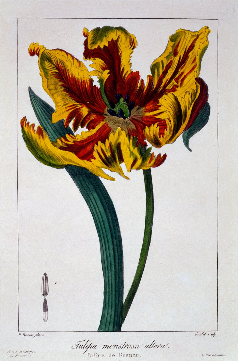 Tulipan „Płonąca papuga”, wyd. 1836. autorstwa Panacre Bessa