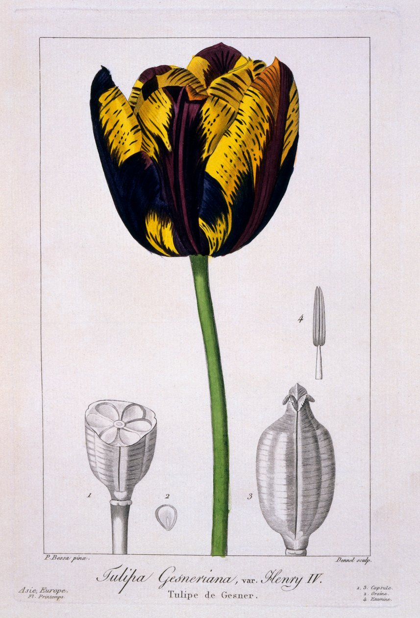Tulipan: Król Henryk IV, wyd. 1836. autorstwa Panacre Bessa