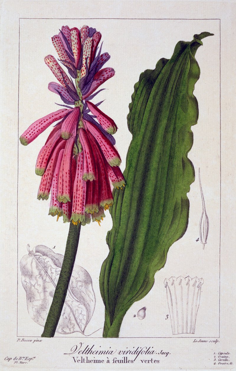 Veltheimia viridifolia, wyd. 1836. autorstwa Panacre Bessa