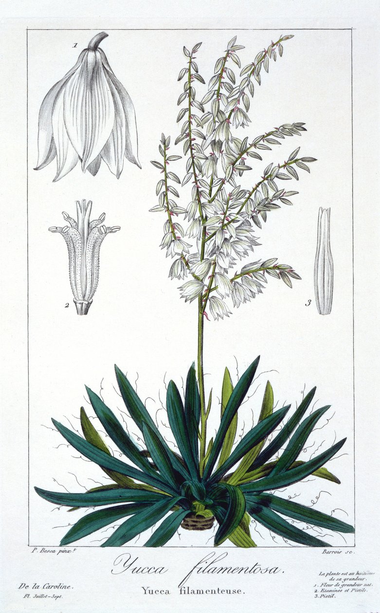 Yucca filamentosa, wyd. 1836. autorstwa Panacre Bessa