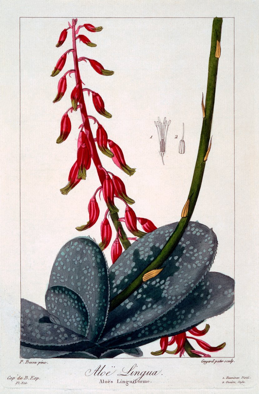 Aloe lingua, 1836 (ręcznie barwiony grawer) autorstwa Pancrace Bessa