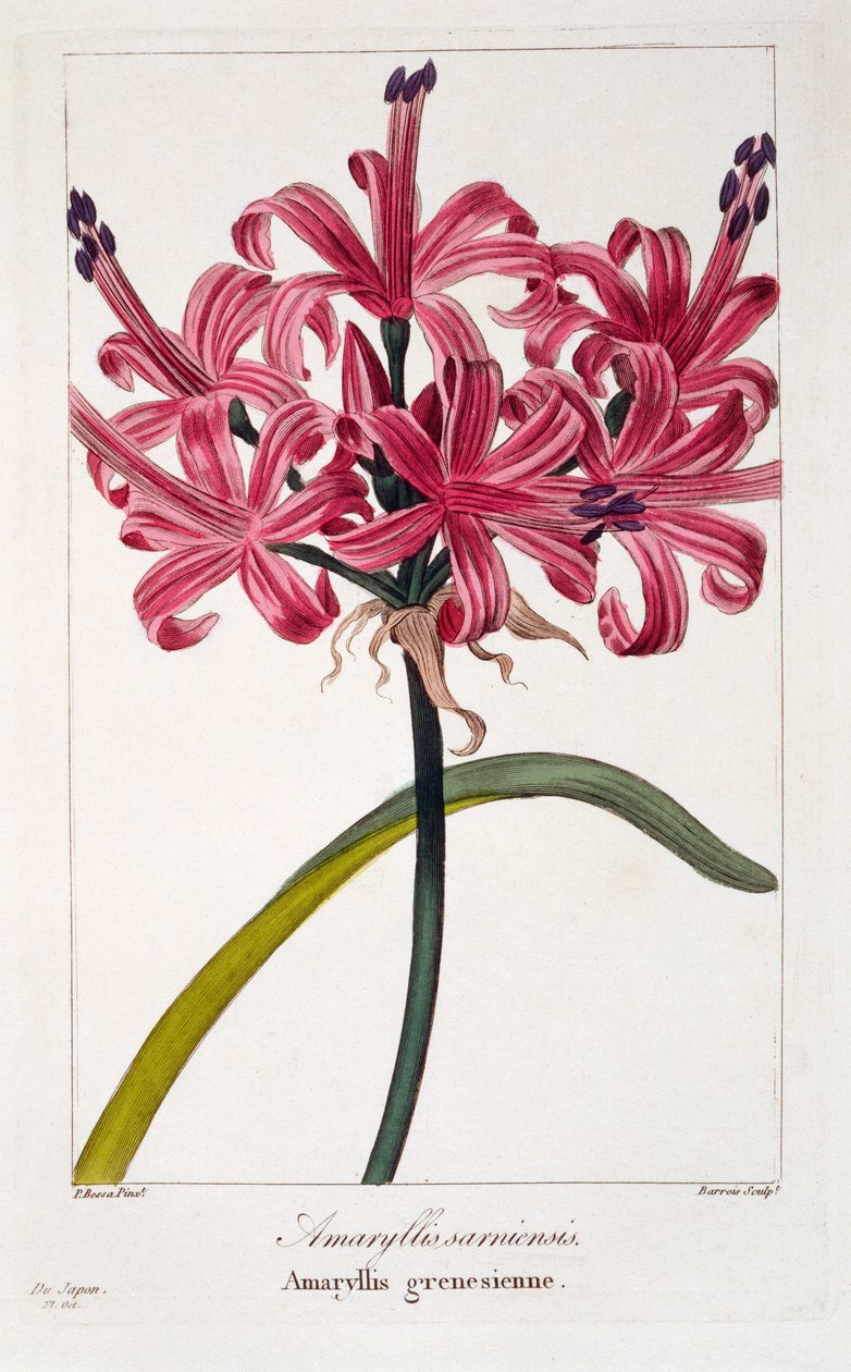 Amaryllis sarniensis, 1836 (rycina ręcznie kolorowana) autorstwa Pancrace Bessa