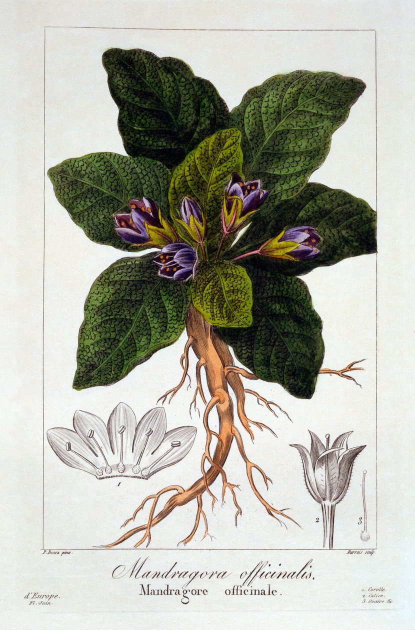 Mandragora officinarum, 1836 (rycina ręcznie kolorowana) autorstwa Pancrace Bessa