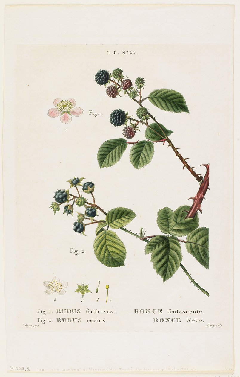 Bramble, niebieski, z Traites des Arbres et Fruitiers, 1801-19 (rycina). Błękitna jarzębina, z Traites des Arbres et Fruitiers, 1801-19 (rycina sztorcowa) autorstwa Pancrace Bessa