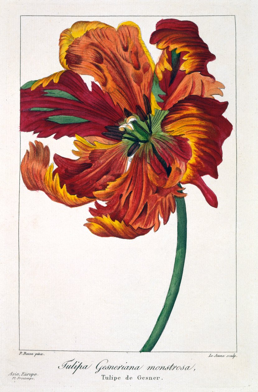 Tulipan 
