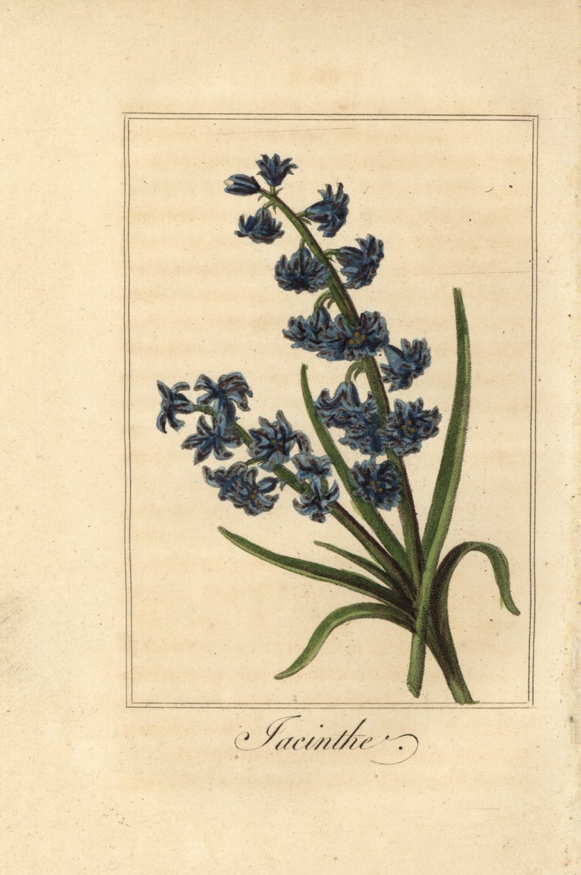 Hiacynt, Hiacynt, Hyacinthus orientalis autorstwa Pancrace (after) Bessa