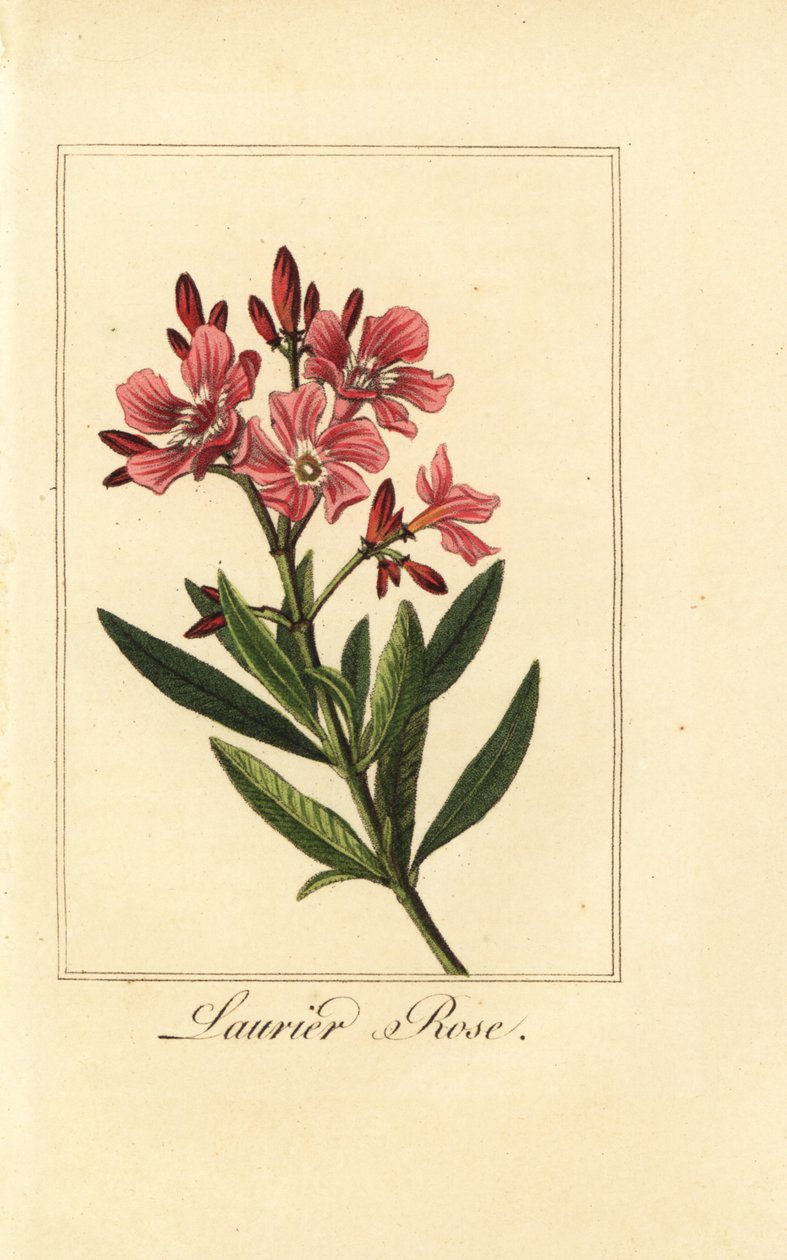 Oleander, róża Laurier, oleander Nerium autorstwa Pancrace (after) Bessa