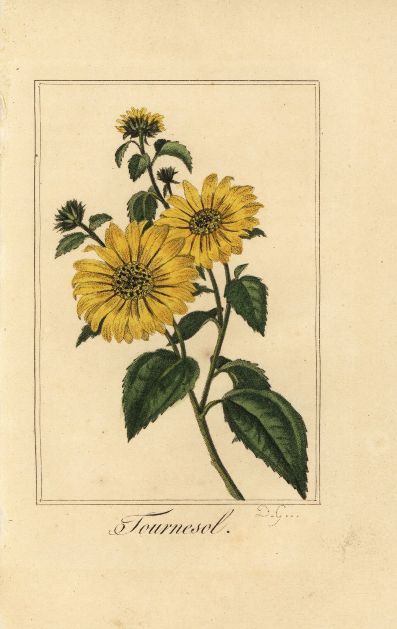 Słonecznik, tournesol, Helianthus annuus autorstwa Pancrace (after) Bessa
