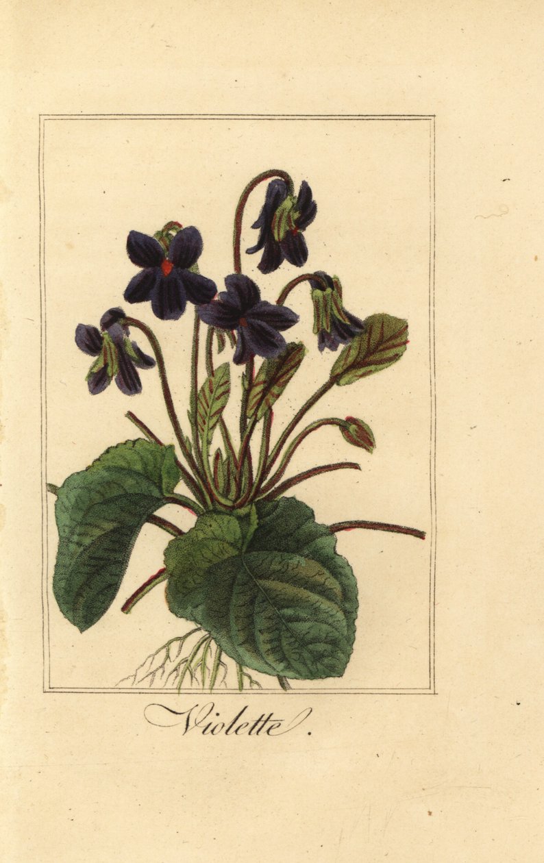 Słodki fiołek, Violette, Viola odorata autorstwa Pancrace (after) Bessa
